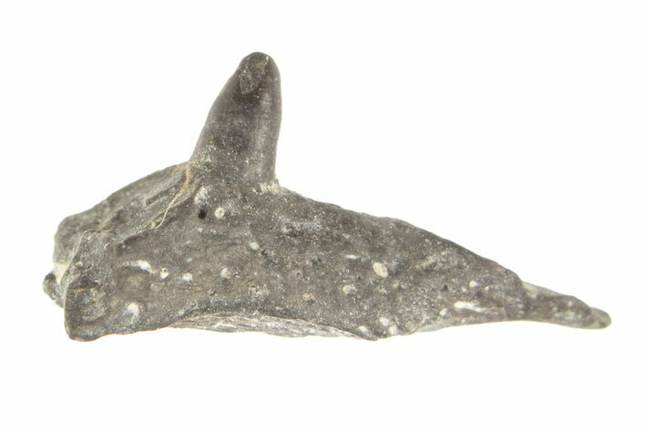 Permian Reptile Jaw Section - Oklahoma #261327